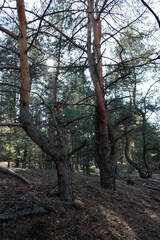 Obraz premium trees in the forest