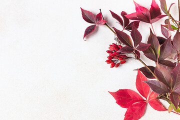 Bright red leaves of wild vine Parthenocissus, Victoria creeper leaves on light concrete background. Autumn leaves frame. Beautiful fall background. Copy space.