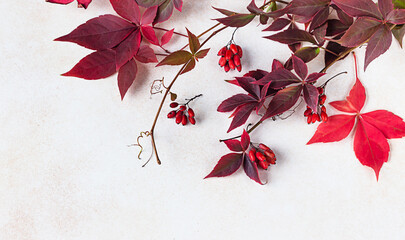 Bright red leaves of wild vine Parthenocissus, Victoria creeper leaves on light concrete background. Autumn leaves frame. Beautiful fall background. Copy space.