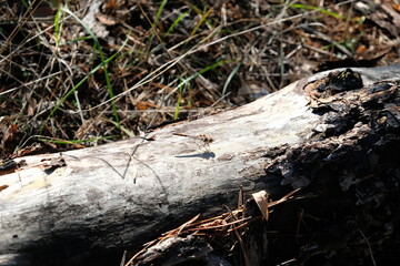 ants on the tree
