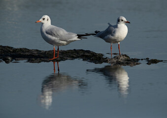 Obraz premium Black-headed gulls at Tubli bay, Bahrain