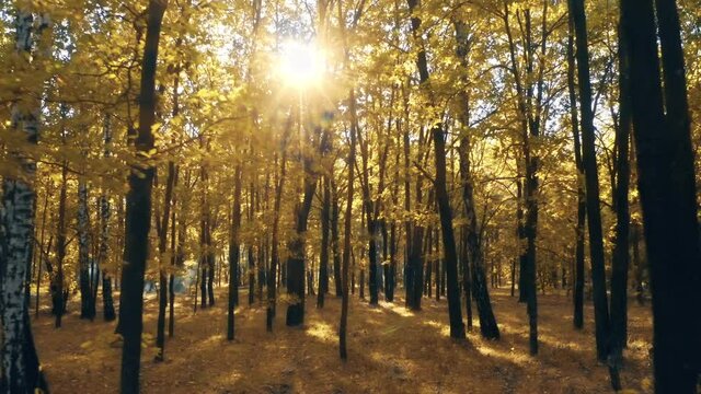 Forest autumn park sun morning mist yellow magical