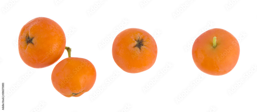 Sticker Orange rowan berries isolated on white background .