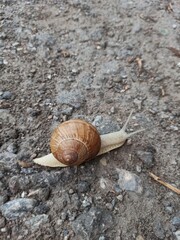 snail on a leaf