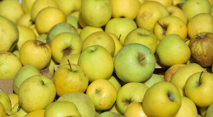 apples -close-up of fruit and vegetables for sale at the market