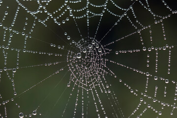 Dew on Spiders Web