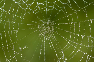 Dew on Spiders Web