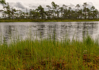 stunning bog views. beautiful clouds. View of the beautiful nature in the swamp - pond, pines, moss. Sunny day. a typical West-Estonian bog. Nigula Nature Reserve