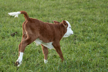Happy cow calf frolicking in grass field © Thomas Marx