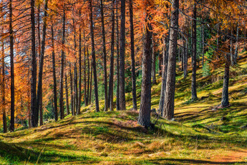 Impressive autumn forest in the Dolomite Alps. Fabulous morning view of mountain woodland, Cortina d'Ampezzo lacattion, Italy, Europe. Beauty of nature concept background.