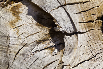 Wooden texture of a cut of a tree, stump.