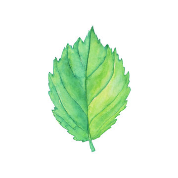 Green alder leaf isolated on white background. Watercolor hand drawn illustration. Perfect for print, card, pattern, element of design.
