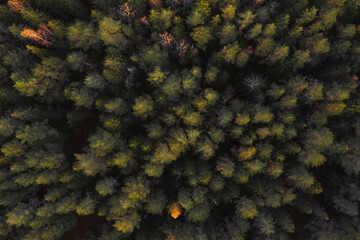 aerial photography of the forest