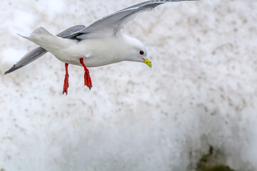Red-legged Kittiwake (Rissa brevirostris) at St. George Island, Pribilof Islands, Alaska, USA