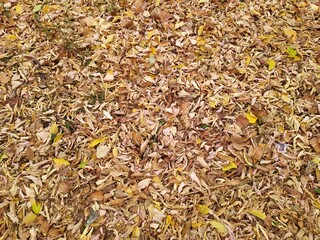 Fototapeta premium Autumn carpet