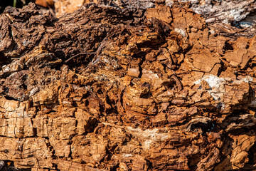 A close-up shot of an old rotting tree that has begun to rot and decay.