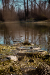 Old worn car tires on the lake shore. An example of how people disturb and pollute nature. An...