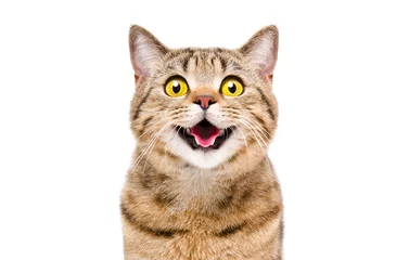 Foto auf Leinwand Portrait of a happy smiling cat Scottish Straight, closeup, isolated on white background © sonsedskaya