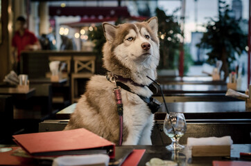 Funny husky dog siting at table in cafe © TRAVELARIUM