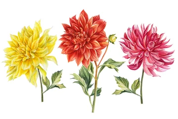 Fotobehang Dahlia Set gekleurde dahlia& 39 s bloemen, aquarel botanische illustratie, hand tekenen