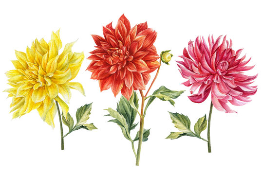 Set of coloreds dahlias flowers, watercolor botanical illustration, hand drawing