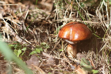 Variety of forest mushrooms, harvest of autumn, full basket of season food.  
