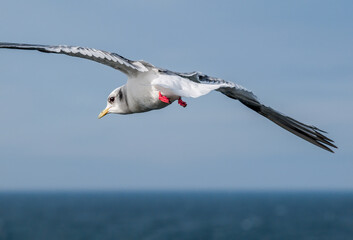 Immature Red-legged Kittiwake (Rissa brevirostris) at St. George Island, Pribilof Islands, Alaska, USA