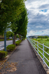 straight line of trees and wide sky