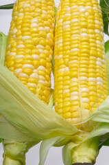 皮を剥いた完熟のｽｲｰﾄｺｰﾝ