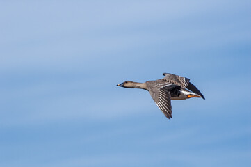 Bean Goose (Anser fabalis) gosling in Barents Sea coastal area, Russia