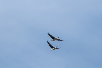 Bean Goose (Anser fabalis) gosling in Barents Sea coastal area, Russia