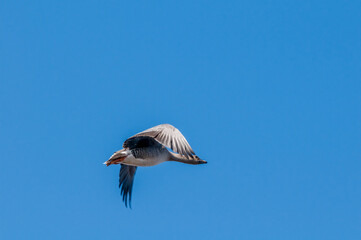 Bean Goose (Anser fabalis) gosling in Barents Sea coastal area, Russia