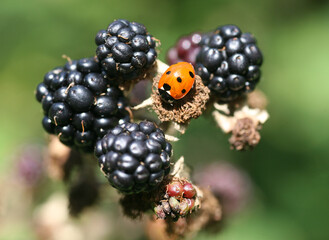 A Ladybird, Ladybug or Ladybeetle (Coccinellid) on a ripe Common Blackberry bush (Rubus fruiticosus)