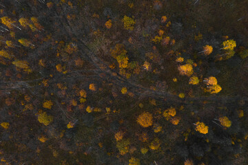 aerial photography of the forest