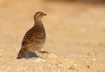 Grey francolin at Hamala, Bahrain