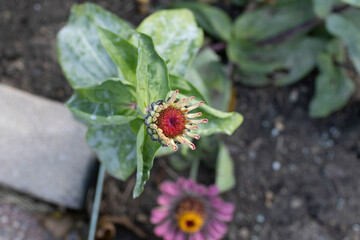 another pink zinnia blooming in the back garden