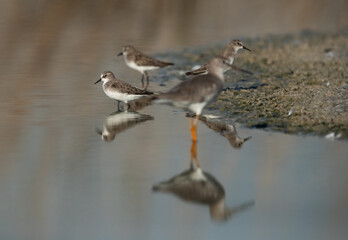 Little Stints at Asker marsh with reflection on water, Bahrain. Redshank at the forground, selective focus on back,