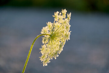 white flower fragments on a blurred background, summer
