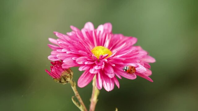 The beautiful autumn pink chrysanthemum garden in sunlight with ladybug, lush chrysanthemum flowers with pink petals in the garden bloom at sunset. Slow motion video.