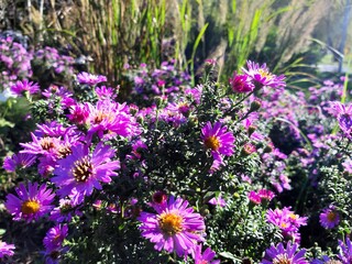Fototapeta premium field of flowers