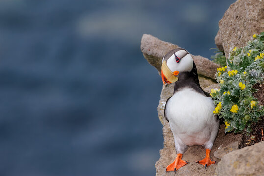 Horned Puffin (Fratercula corniculata) at St. George Island, Pribilof Islands, Alaska, USA