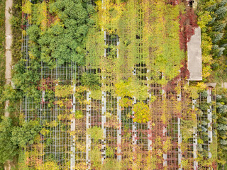 Aerial drone view. Greenhouses in autumn.