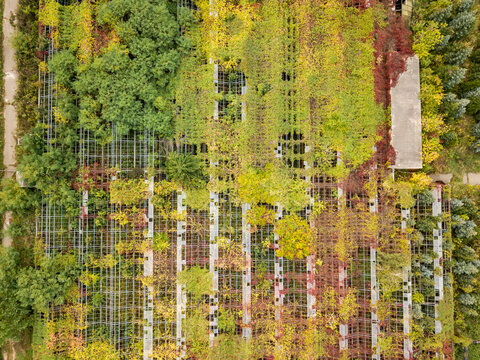 Aerial drone view. Greenhouses in autumn. © Sergey