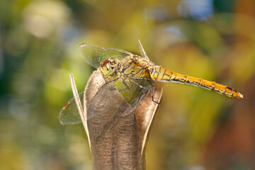 The ruddy darter - Sympetrum sanguineum, female.