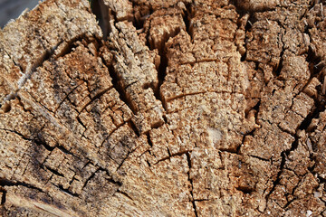 Wooden rings with cracks, wood grain