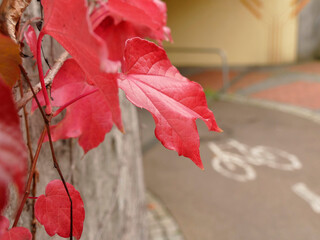 wild wine leaves in autumnal colors with bicycle path in the background