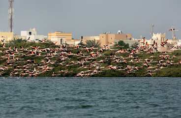 Greater Flamingo takeoff at Eker creek, Bahrain. Mangrove  are at the backdrop