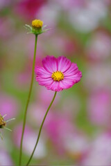 Obraz premium 秋桜畑に咲く濃いピンク色のコスモス