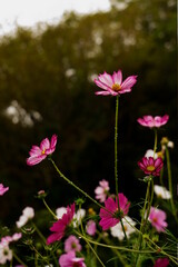 Fototapeta premium 秋の柔らかな日差しに包まれた秋桜