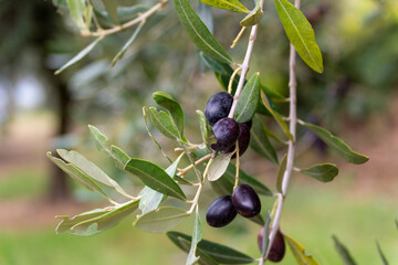 Fresh olives close-up photo. harvest season in Veneto, Italy. Olive oil agricultural field